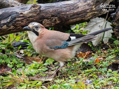 Ghiandaia (Garrulus glandarius)