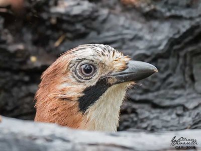 Ghiandaia (Garrulus glandarius)