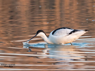 Avocetta (Recurvirostra avosetta)