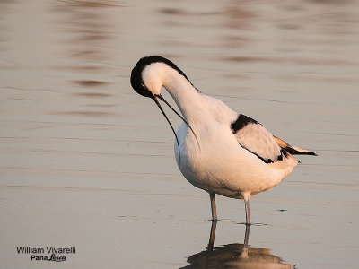 Avocetta (Recurvirostra avosetta)