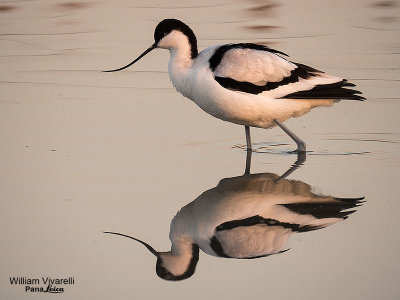 Avocetta (Recurvirostra avosetta)