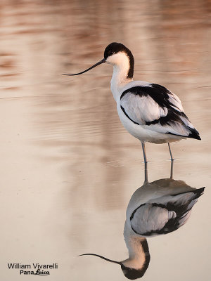 Avocetta (Recurvirostra avosetta)