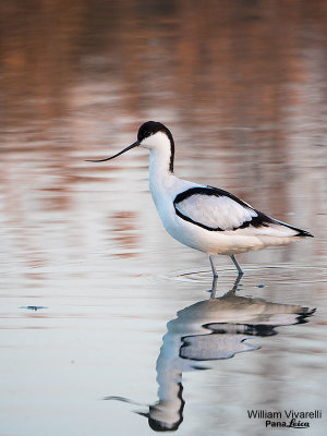 Avocetta (Recurvirostra avosetta)