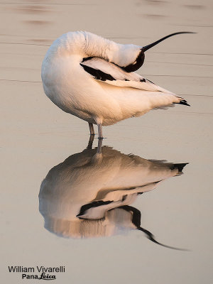 Avocetta (Recurvirostra avosetta)