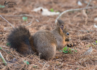 Scoiattolo comune (Sciurus vulgaris)