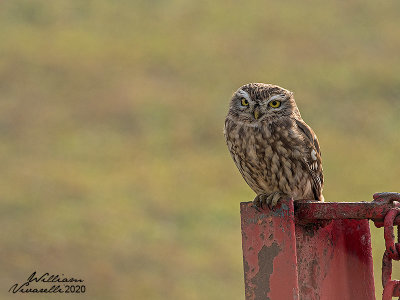 Civetta (Athene noctua)