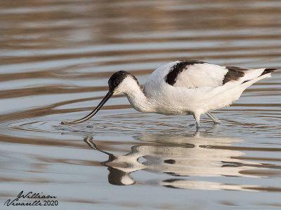 Avocetta (Recurvirostra avosetta)