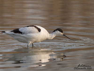 Avocetta (Recurvirostra avosetta)