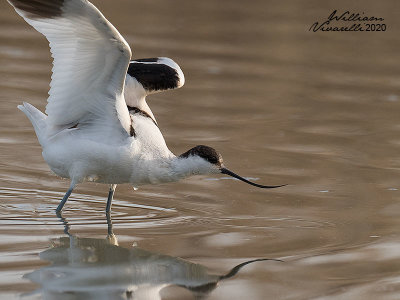 Avocetta (Recurvirostra avosetta)