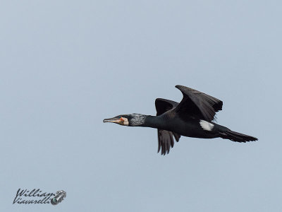 Cormorano (Phalacrocorax carbo)