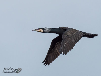 Cormorano (Phalacrocorax carbo)