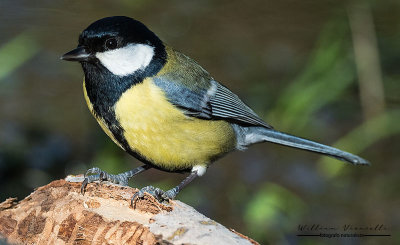 Cinciallegra (Parus major)