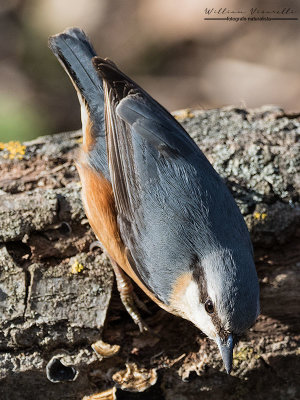 Picchio muratore (Sitta europaea)