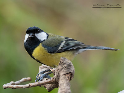 Cinciallegra (Parus major)