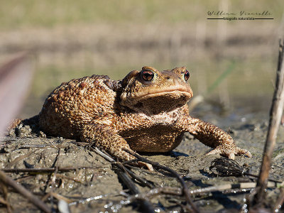 Rospo comune (Bufo bufo)