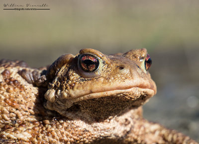 Rospo comune (Bufo bufo)