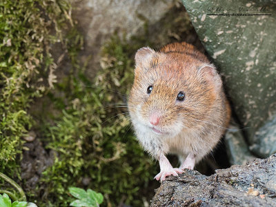 Arvicola rossastra (Myodes glareolus)