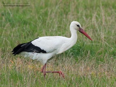 Cicogna (Ciconia ciconia)