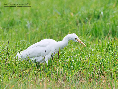 Airone guardabuoi (Bubulcus ibis)