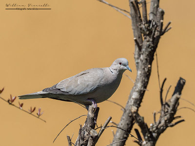 Tortora dal collare (Streptopelia decaocto)