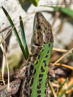 Lucertola campestre (Podarcis sicula)