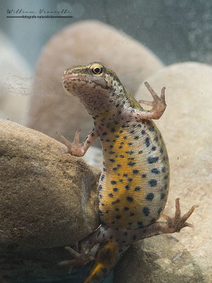 Tritone punteggiato (Lissotriton vulgaris)