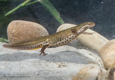 Tritone punteggiato (Lissotriton vulgaris)