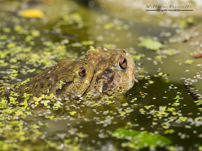 Rospo comune (Bufo bufo)