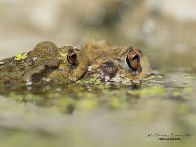 Rospo comune (Bufo bufo)