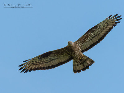 Falco pecchiaiolo (Pernis apivorus)