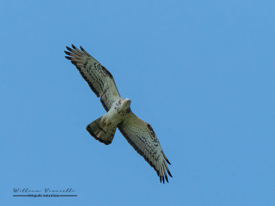 Biancone (Circaetus gallicus)