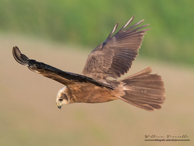 Falco di palude ( Circus aeruginosus)