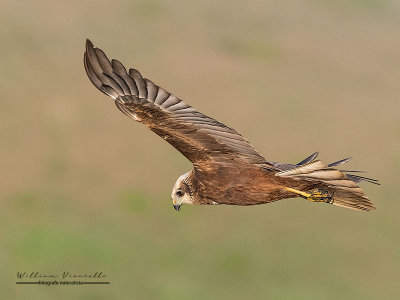 Falco di palude ( Circus aeruginosus)