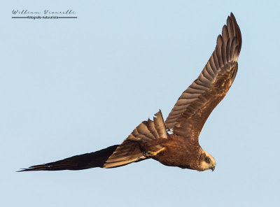 Falco di palude ( Circus aeruginosus)