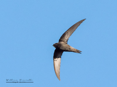 Rondine comune (Hirundo rustica)