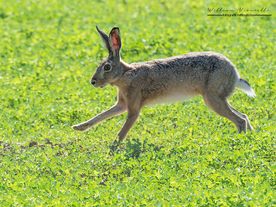 Lepre (Lepus europaeus)