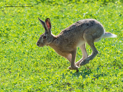 Lepre (Lepus europaeus)