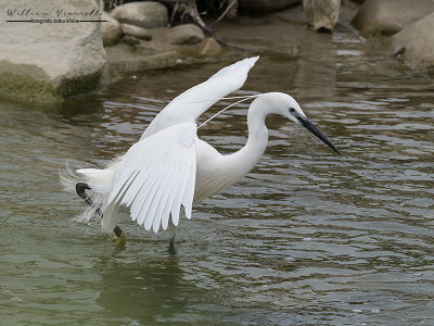 Garzetta (Egretta garzetta)