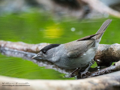 Capinera (Sylvia atricapilla)