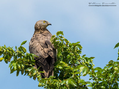 Falco pecchiaiolo (Pernis apivorus)