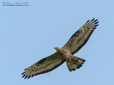 Falco pecchiaiolo (Pernis apivorus)