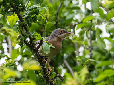 Sterpazzolina (Sylvia cantillans)