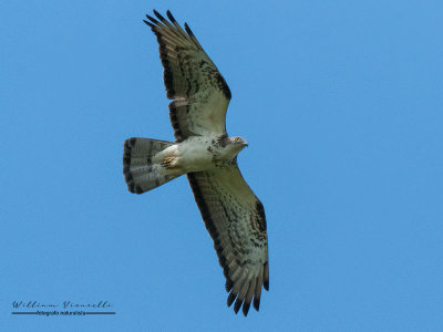 Falco pecchiaiolo (Pernis apivorus)
