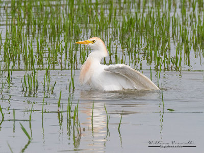 Airone guardabuoi (Bubulcus ibis)