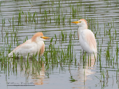 Airone guardabuoi (Bubulcus ibis)