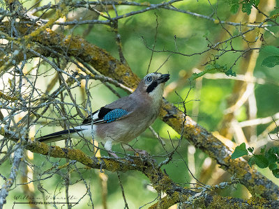 Ghiandaia (Garrulus glandarius)