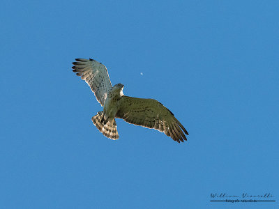 Biancone (Circaetus gallicus)