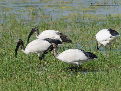 Ibis sacro (Threskiornis aethiopicus)