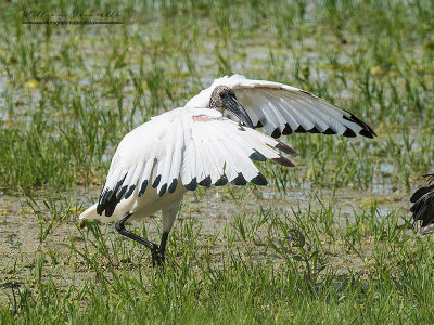 Ibis sacro (Threskiornis aethiopicus)