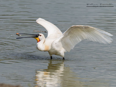 Spatola (Platalea leucorodia)